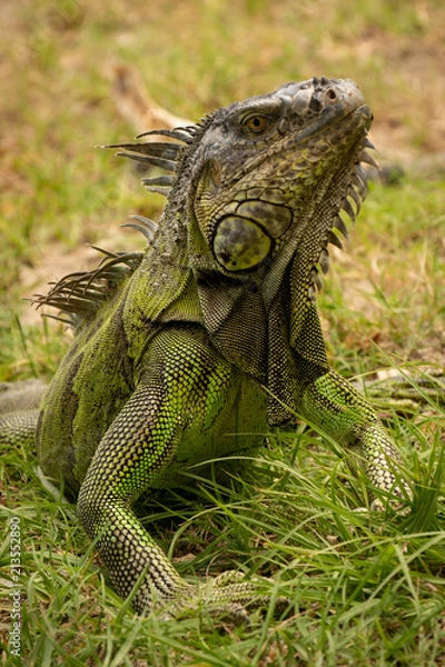 Fototapeta Caribbean Iguana