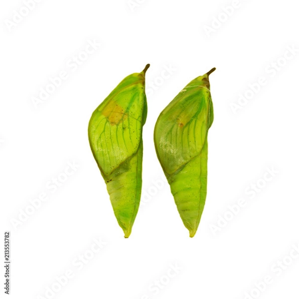 Fototapeta Two green pupae of the white angled-sulphur butterfly, Anteos clorinde, isolated on white background. Pupae is a stage between caterpillars and butterflies. Side view. Forming butterfly wings are seen