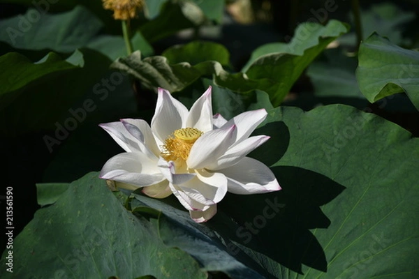 Fototapeta ハスの花が咲くとき