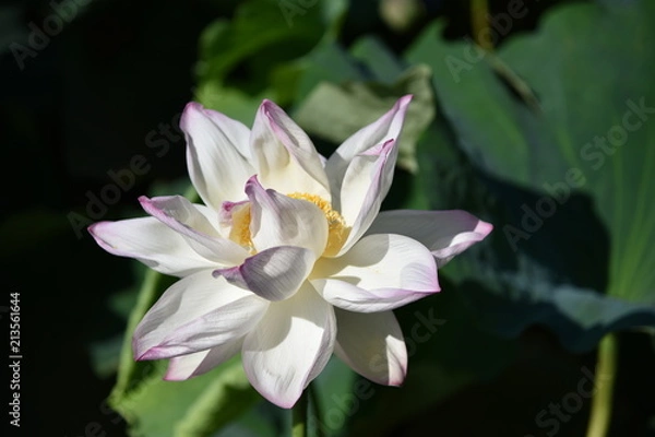 Fototapeta ハスの花が咲くとき