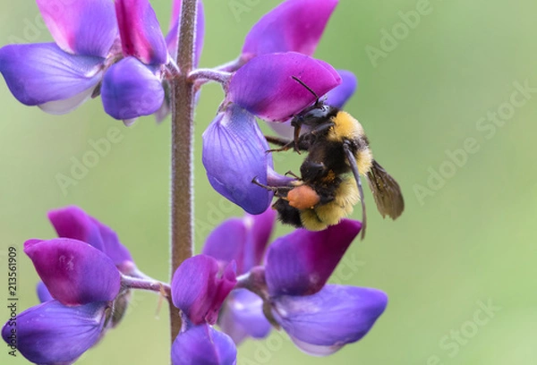 Fototapeta Sonoran Bumblebee zbierający pyłek z kwiatu toczniowego