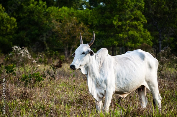 Fototapeta  Nellore cows grazing.