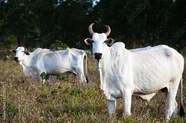 Fototapeta  Nelore cow in the pasture looking at the camera.