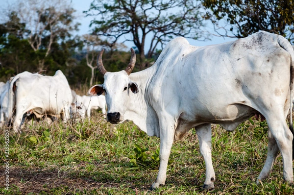 Fototapeta  Nelore cow in the pasture looking at the camera.
