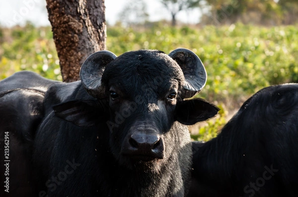 Fototapeta Close-up of the face of a buffalo.