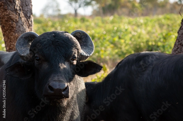 Fototapeta Close-up of the face of a buffalo.