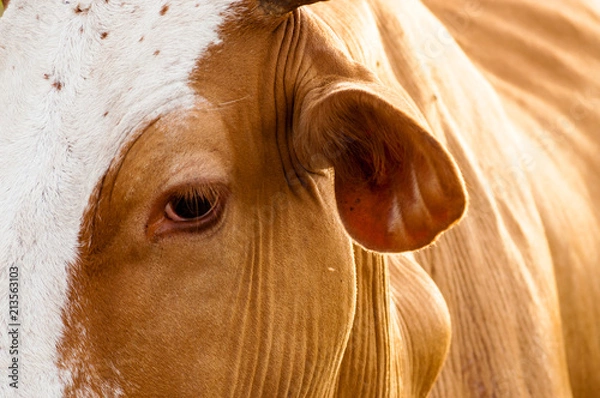 Obraz Close up of the face of a cow spotted on the grass.