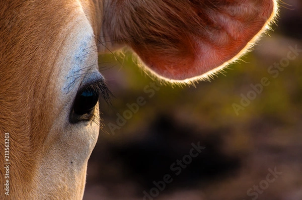 Fototapeta Close up of the face of a cow spotted on the grass.