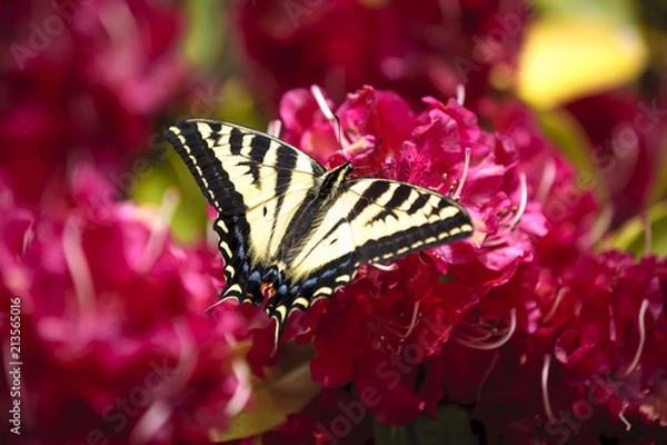 Obraz Yellow swallowtail on flowers.