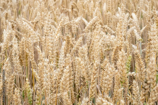 Fototapeta Wheat field. Golden ears of wheat on the field. Background of ripening ears of meadow wheat field. Rich harvest Concept