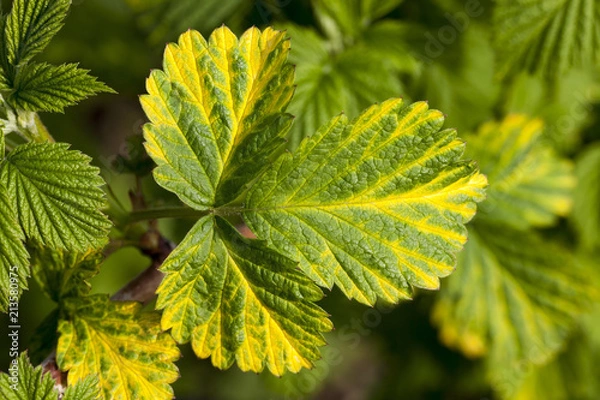 Fototapeta raspberry foliage