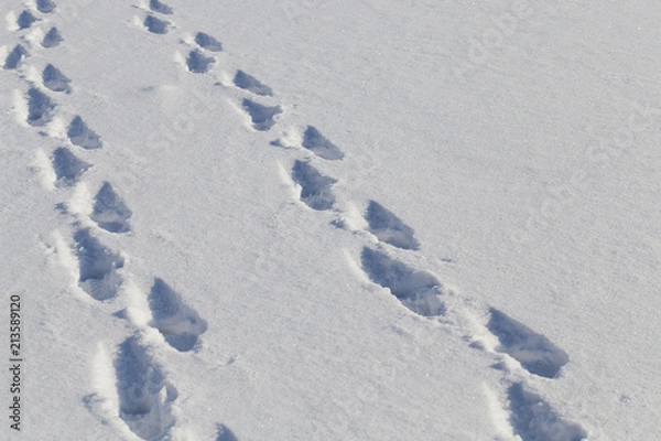 Obraz traces of people