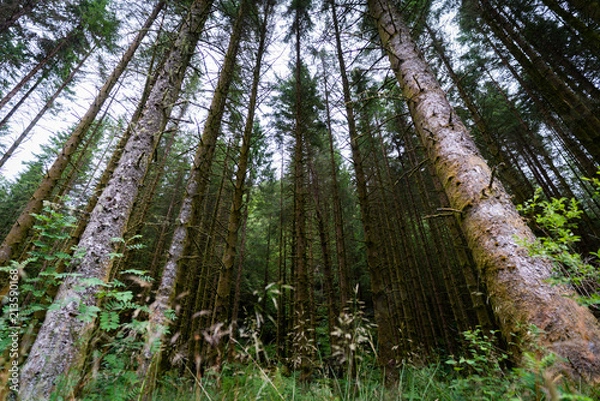 Fototapeta Dark forest in Norway with trees going high up
