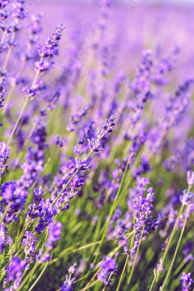 Fototapeta Lavender Field in the summer