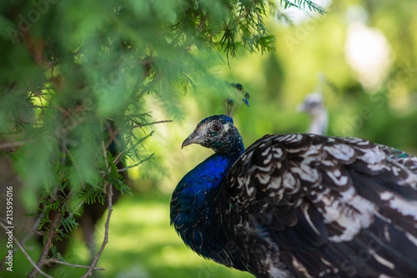 Obraz peacock walking on the ground