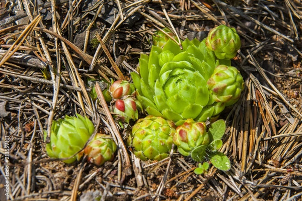 Fototapeta Цветок