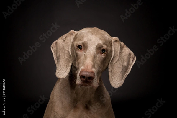 Fototapeta Weimaraner dog