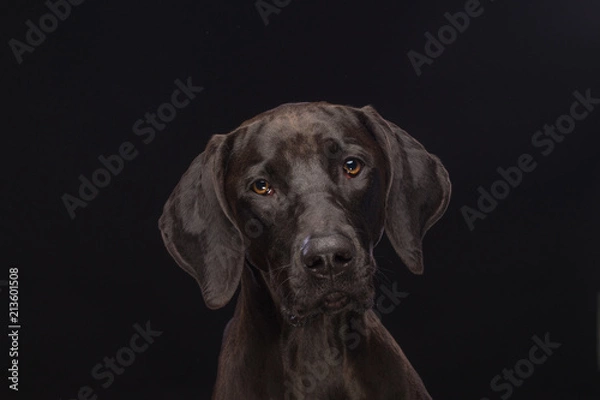 Obraz Kruising Ridgeback