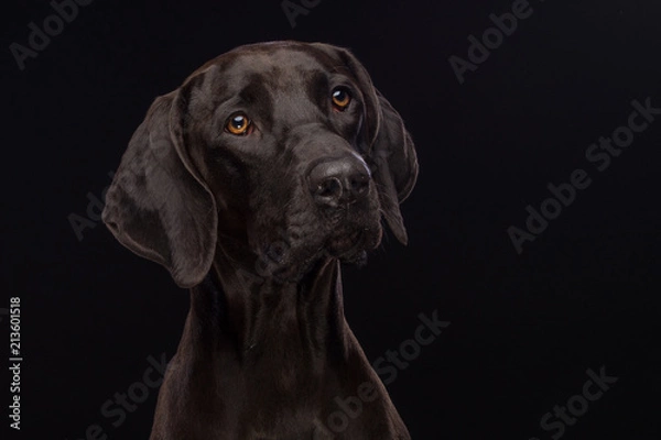 Obraz Kruising Ridgeback