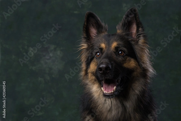 Obraz Duitse Herder, German Shephard