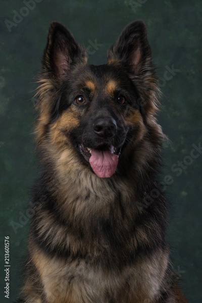 Obraz Duitse Herder, German Shephard