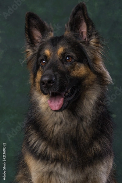 Obraz Duitse Herder, German Shephard