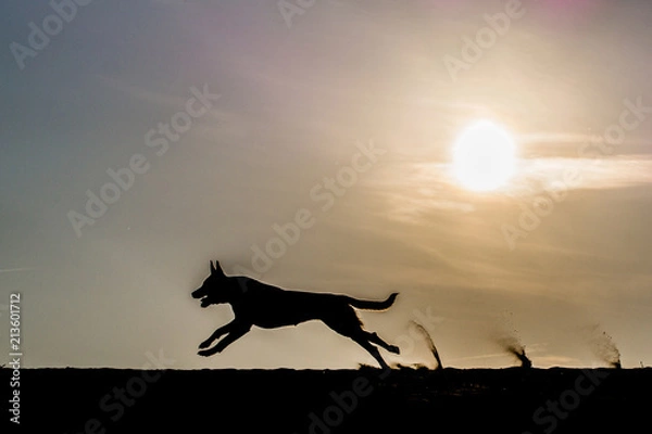 Obraz Running dog with sunset