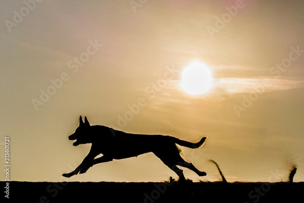 Obraz Running dog with sunset