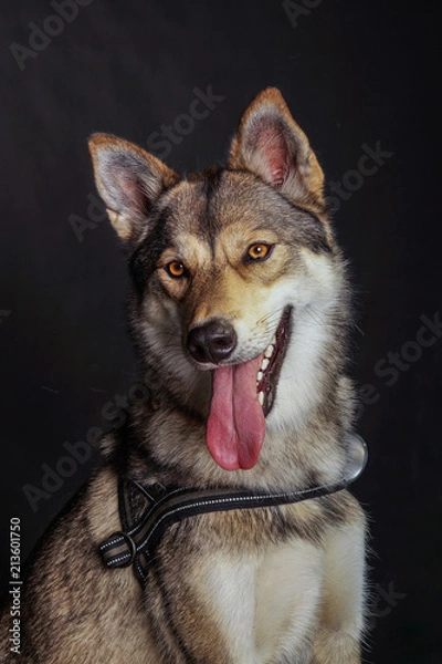 Obraz Wolfshond, wolfhound