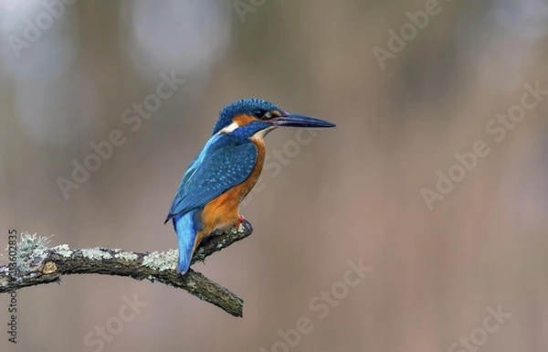 Fototapeta Kingfisher