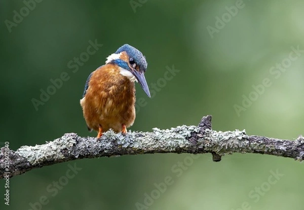 Fototapeta Kingfisher