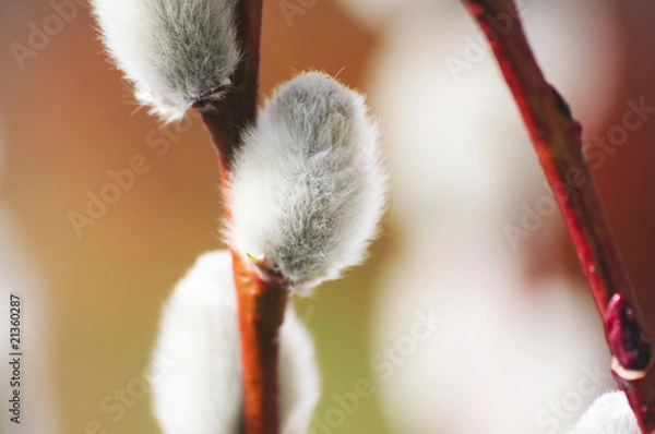 Obraz Weidenkätzchen