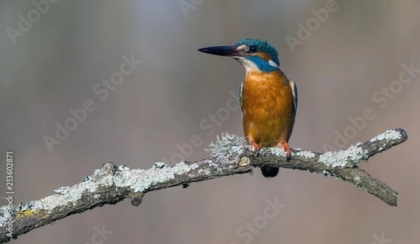 Fototapeta Kingfisher