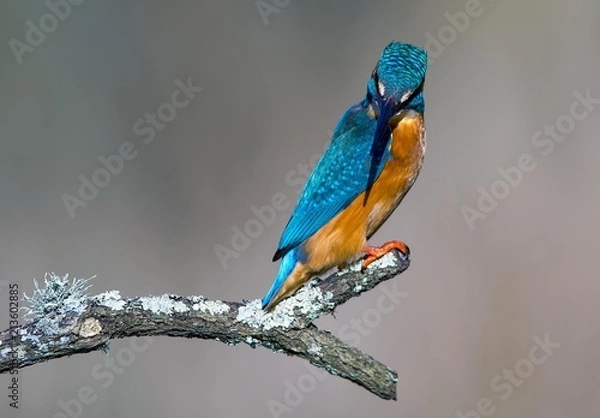 Fototapeta Kingfisher 