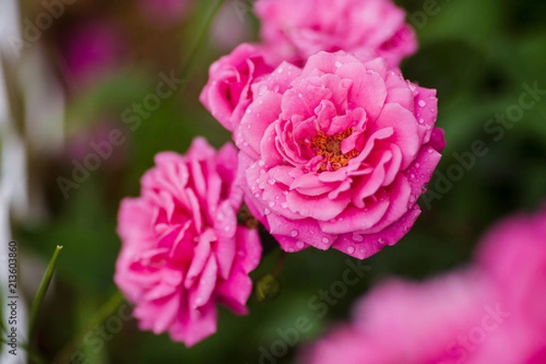 Obraz Blossoming rose "Super Excelsa"