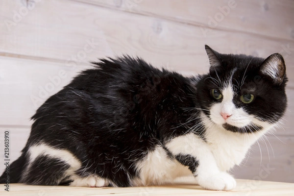 Obraz black and white old cat on a wooden background