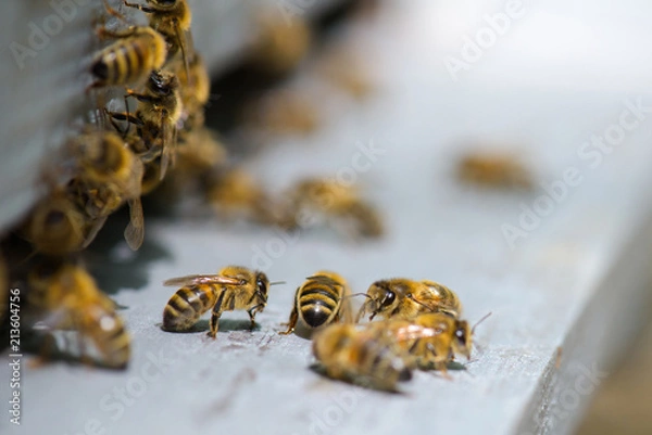 Fototapeta bees on the platform