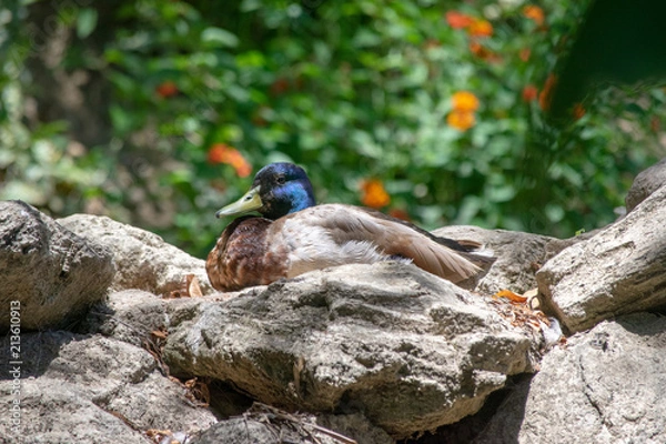 Fototapeta sleepy duck