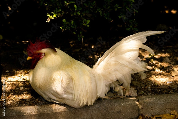 Fototapeta Big white chicken