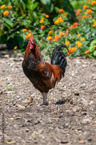 Fototapeta red chicken