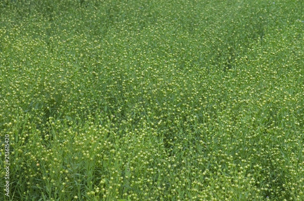Obraz Feld mit blühendem Lein