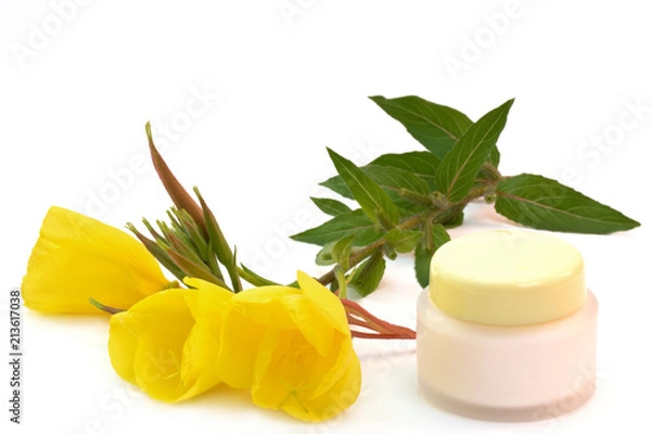 Obraz evening primrose creme