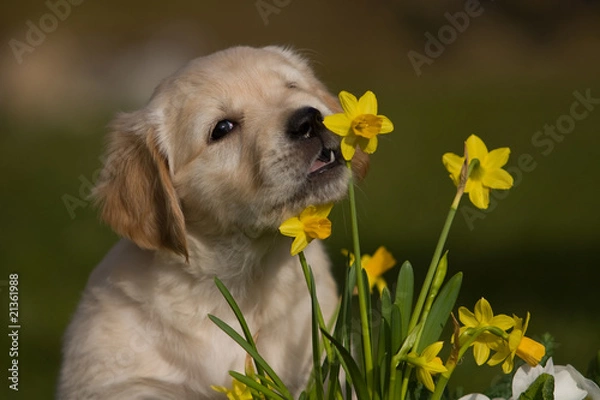 Obraz Welpe im Frühling
