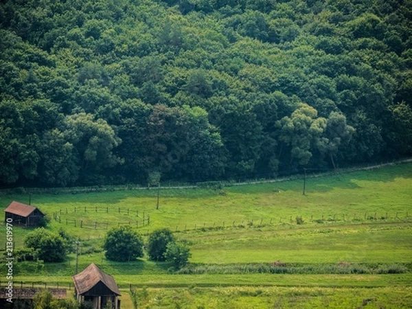 Obraz Hungarian forest