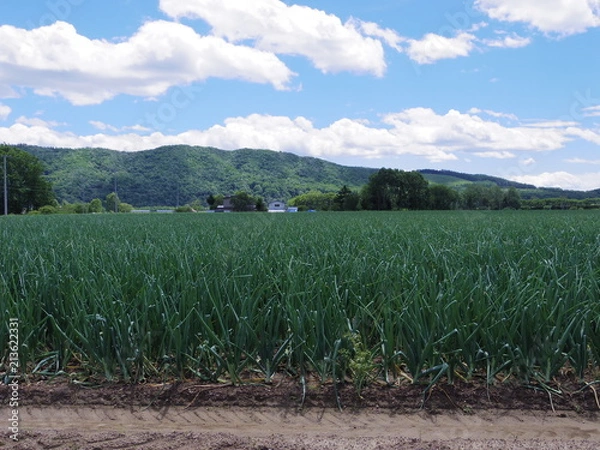 Fototapeta 北海道北見市玉ねぎ畑