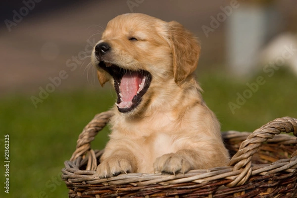 Obraz Gähnender Welpe im Korb