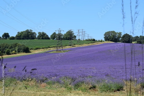 Obraz Lavender Filed