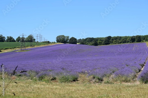 Obraz Lavender Fields