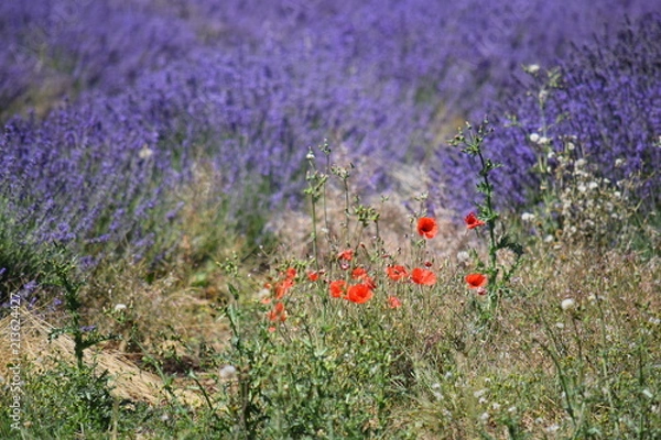 Obraz Lavender Fields