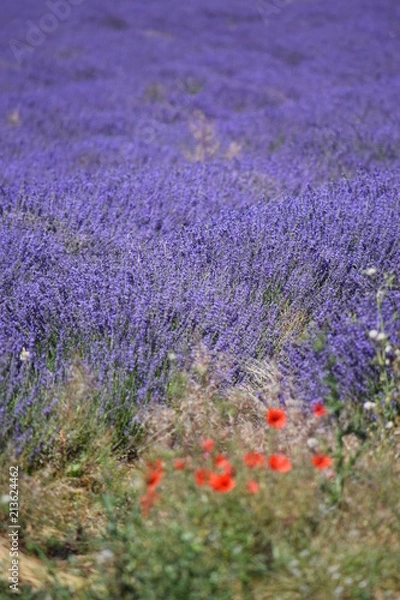 Obraz Lavender Fields